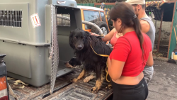 CNNE 1085817 - asi intentan rescatar perros y otros animales en la palma