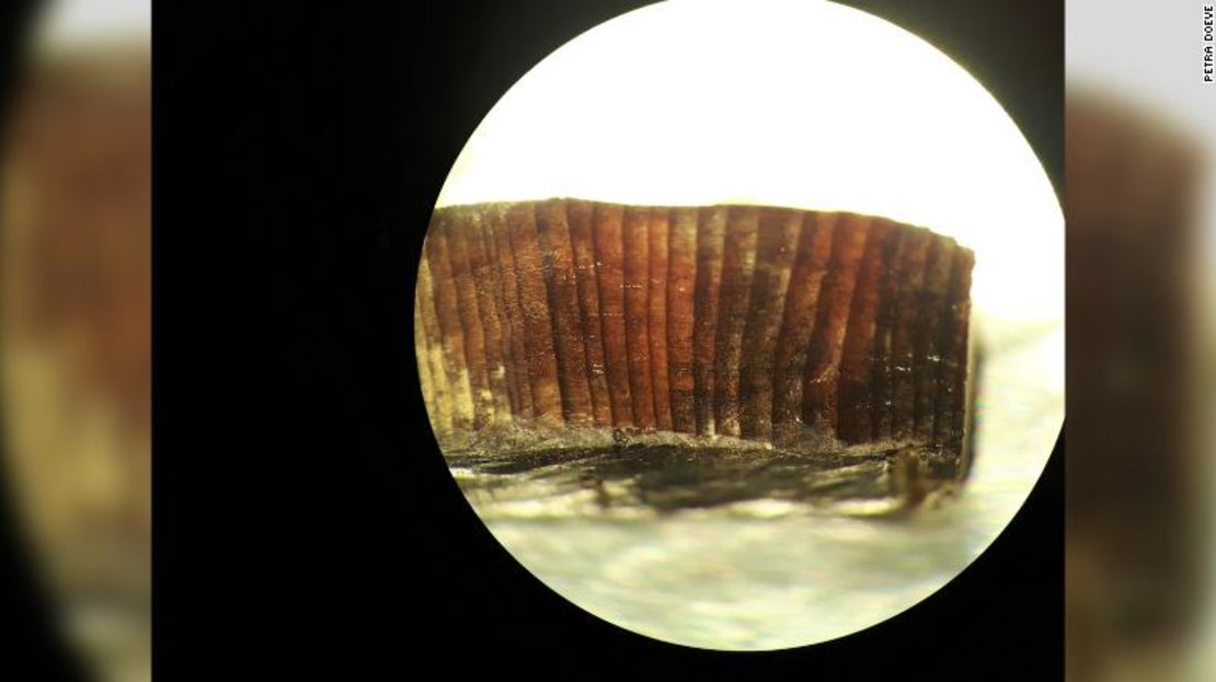 Esta imagen al microscopio muestra anillos dentro de un fragmento de madera de L'Anse aux Meadows.