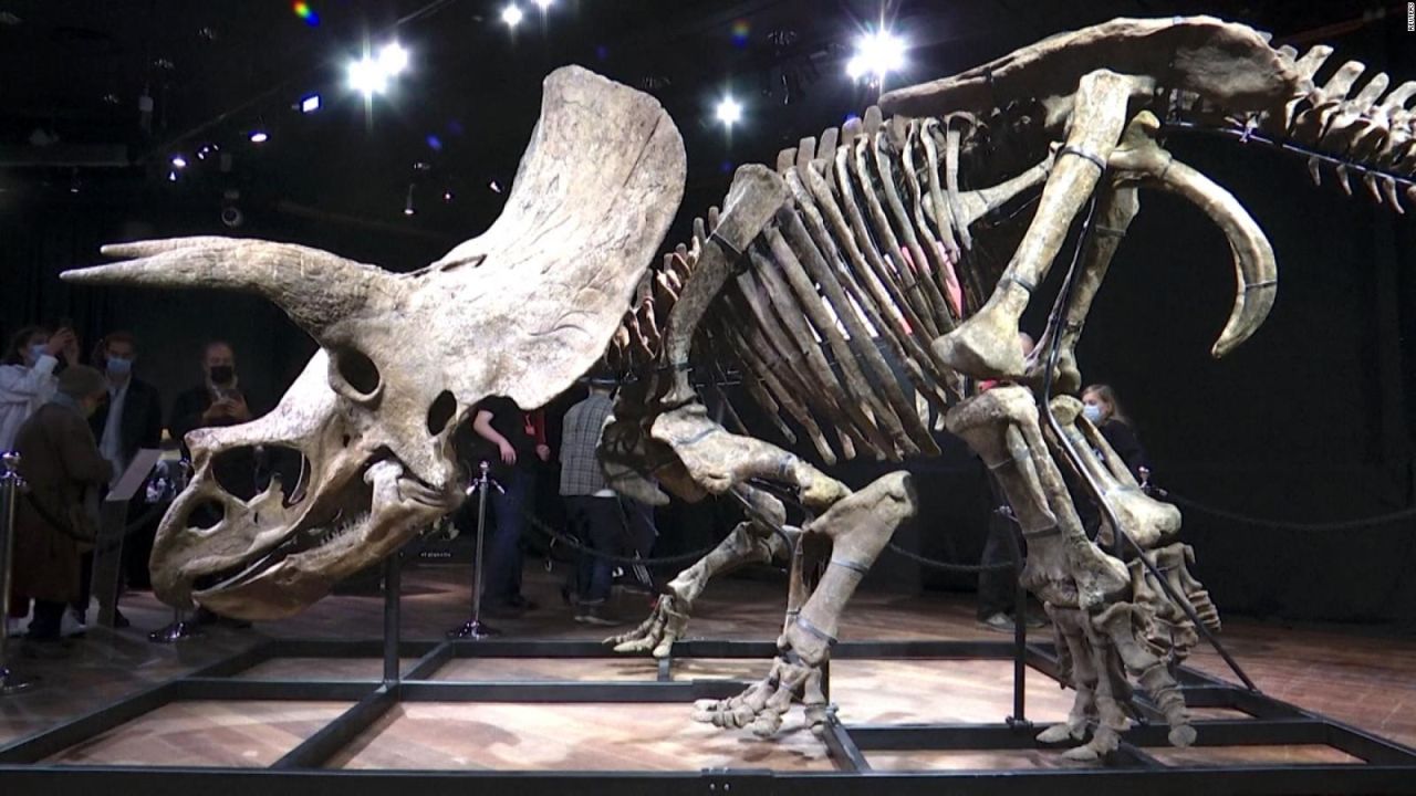 CNNE 1086983 - subastan fosil del dinosaurio triceratops "big john"
