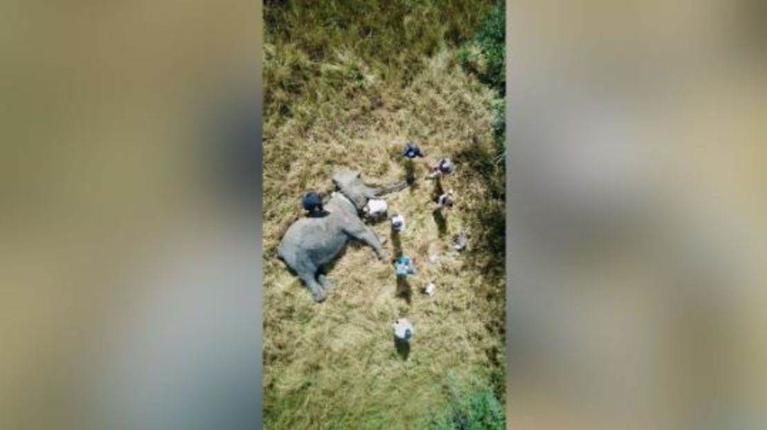 Los investigadores toman muestras genéticas de una elefante hembra con colmillos en 2018.