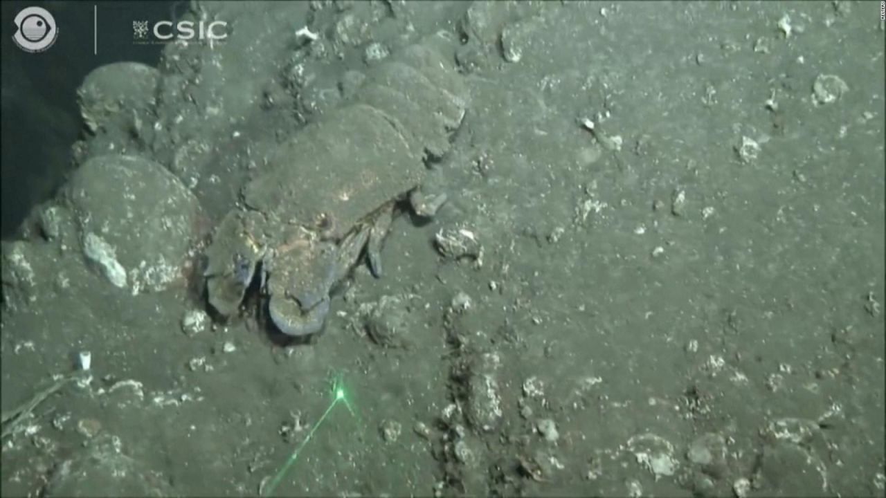 CNNE 1087737 - asi es el efecto del volcan en el ecosistema marino