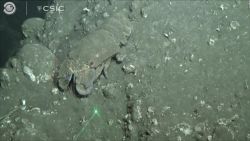 CNNE 1087737 - asi es el efecto del volcan en el ecosistema marino