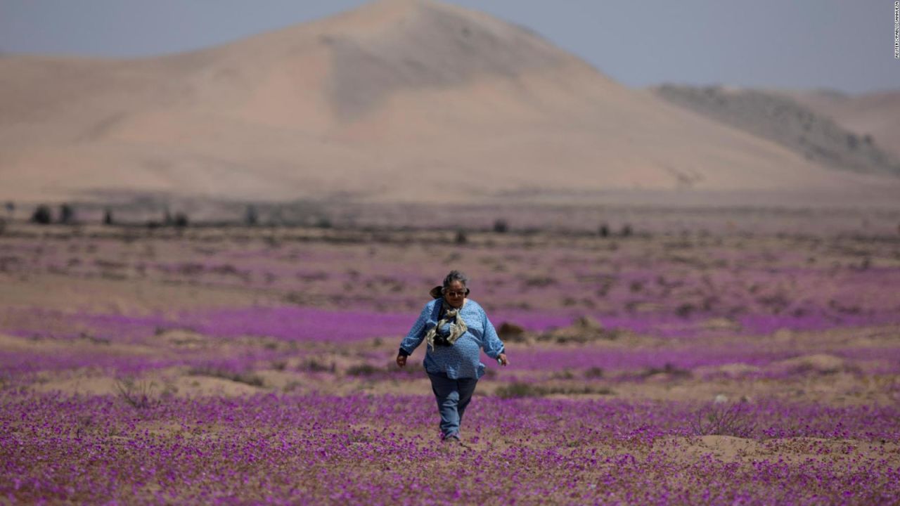 CNNE 1087795 - espectacular, asi florece en el desierto de atacama