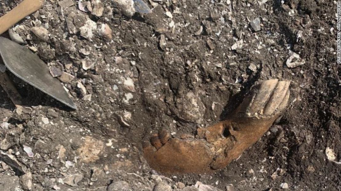 Esta mandíbula de caballo fue excavada en el sitio arqueológico de Ginnerup, Dinamarca en junio.