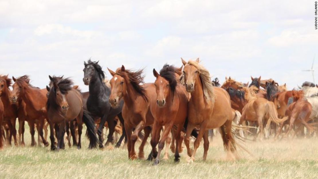 Todos los caballos domésticos modernos pueden remontarse a ancestros de hace 4.200 años.