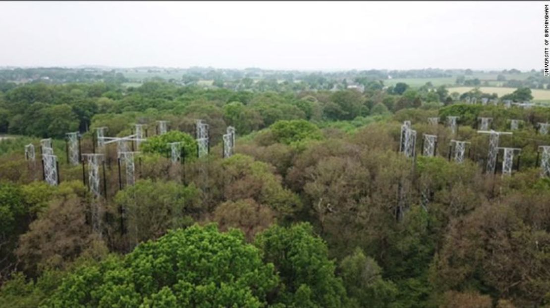 Grupos de investigación de la Universidad de Birmingham en un bosque de árboles.