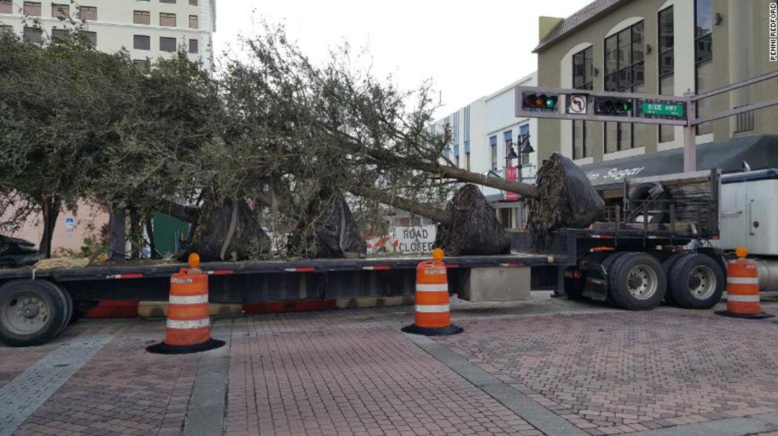 West Palm Beach está plantando árboles como parte de su programa Tree Canopy Improvement.