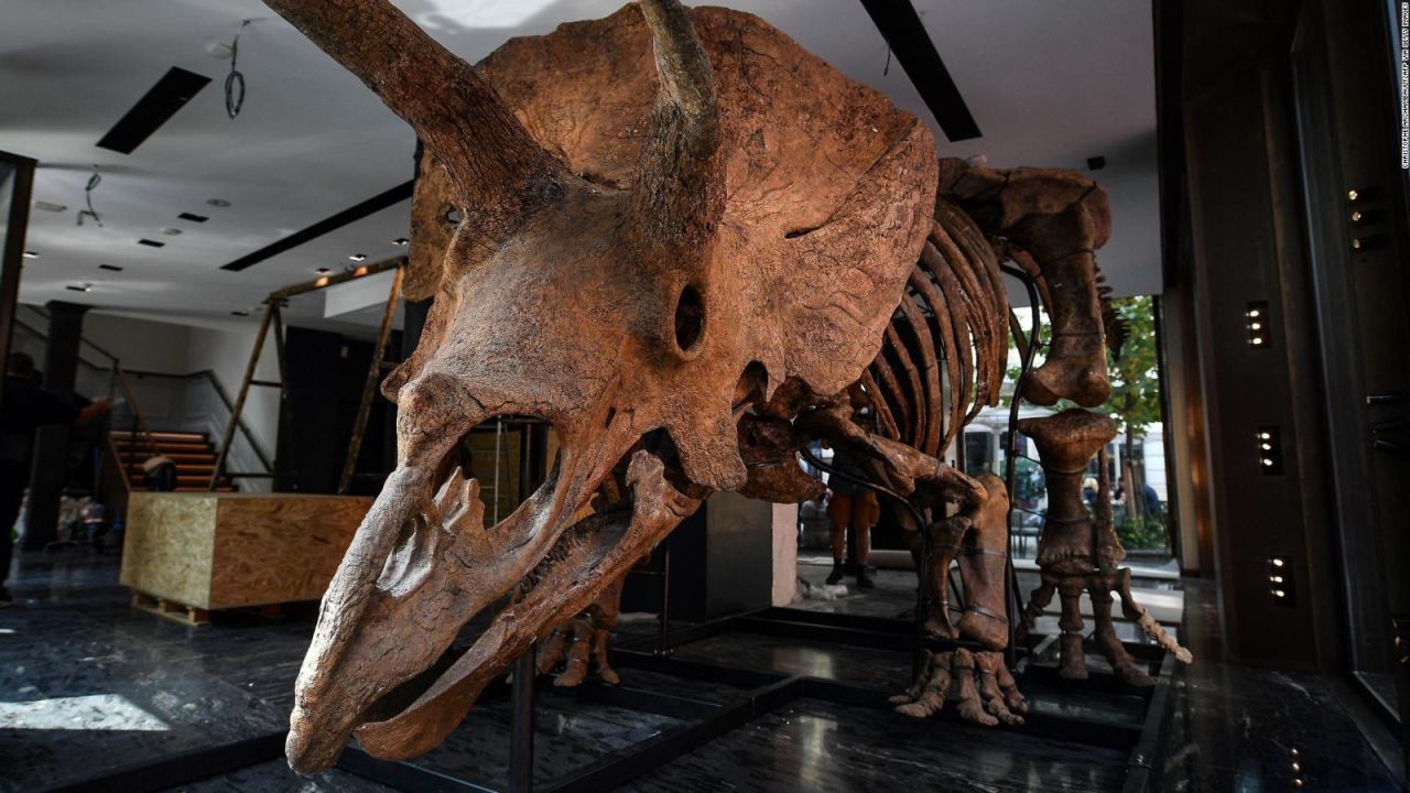 CNNE 1088362 - venden por us$ 7,7 millones el triceratops mas grande del mundo