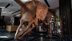 CNNE 1088362 - venden por us$ 7,7 millones el triceratops mas grande del mundo