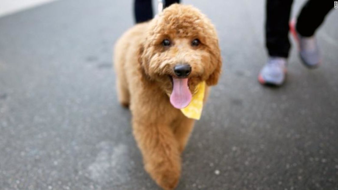 Chang dice que su mini Goldendoodle no solo la ayudó a sobrellevar la pandemia, sino que también fomentó una conexión más profunda con sus hijos.