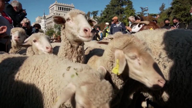Más de 1. 000 ovejas y cabras recorren las calles céntricas de madrid | cnn