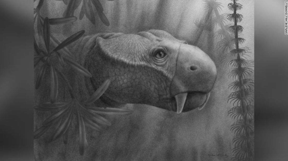 Esta es la reconstrucción de un artista del dicinodonto Dicynodon. Aparte de los colmillos en la mandíbula superior, la mayoría de los dicinodontos poseían un pico parecido al de una tortuga que usaban para masticar su comida.