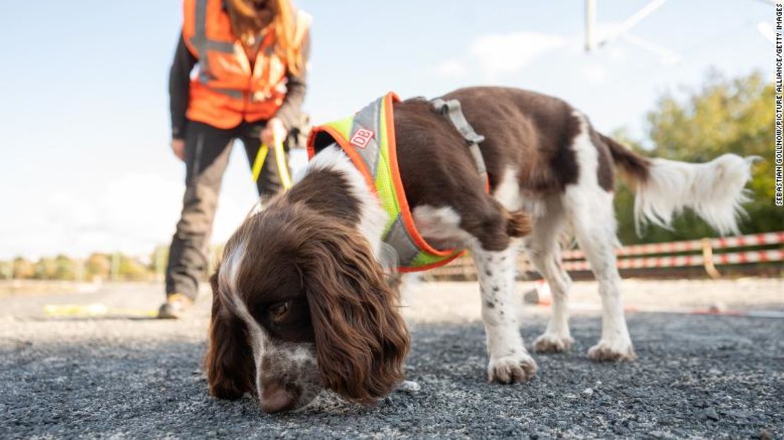 El perro rastreador de especies protegidas Monte busca un marcador durante un evento de prensa en una obra del S-Bahn.