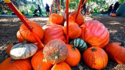 Pumpkins are displayed at the "Halloween at Descanso" event which runs until the end of the month at Descanso Gardens in La Canada Flintridge, California, while observing social distancing guidelines and enforcing facemasks due to the ongoing coronavirus pandemic. - Trick-or-Treating for Halloween in California this year has been "strongly discouraged" across the state due to the threat of coronavirus. (Photo by Frederic J. BROWN / AFP)