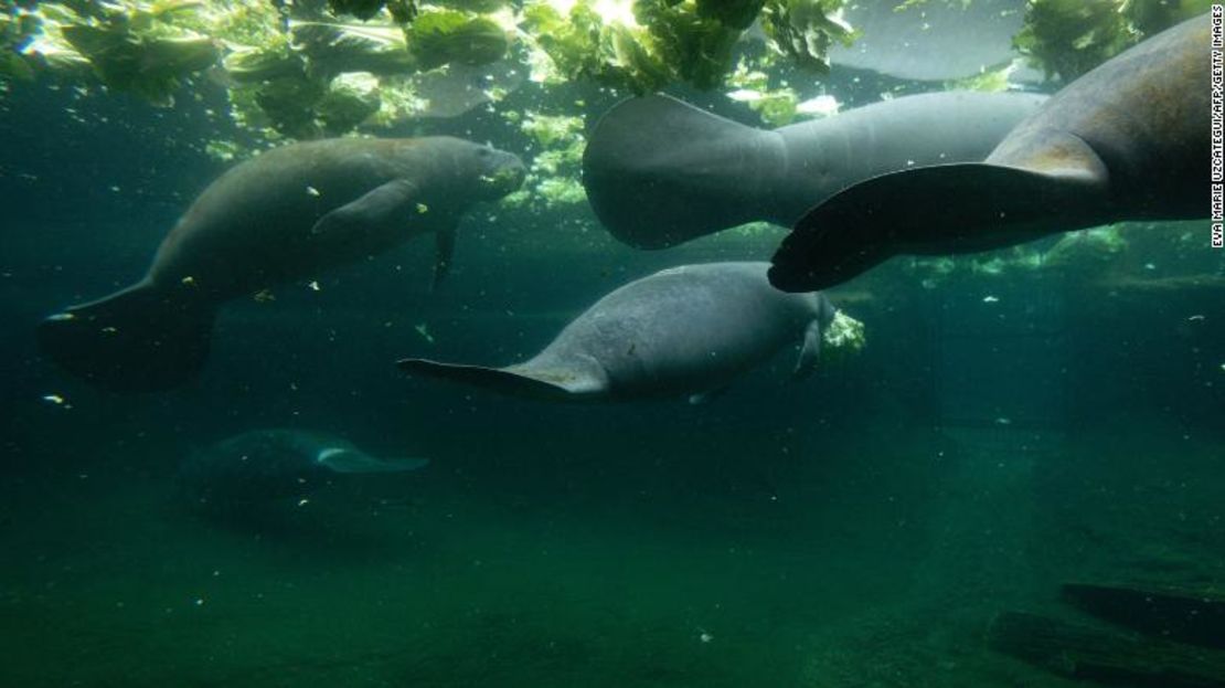 Los manatíes se alimentan en un tanque de recuperación en el Centro de Cuidados Críticos de Manatíes David A. Straz, Jr. en ZooTampa en Lowry Park en Tampa, Florida, el 19 de enero de 2021.