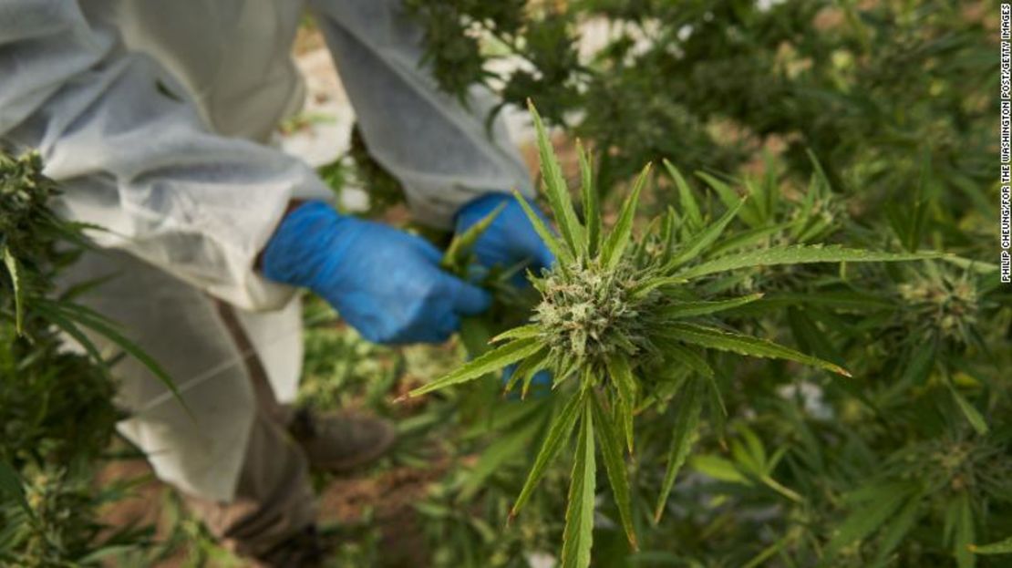 Los trabajadores cosechan plantas de cannabis.