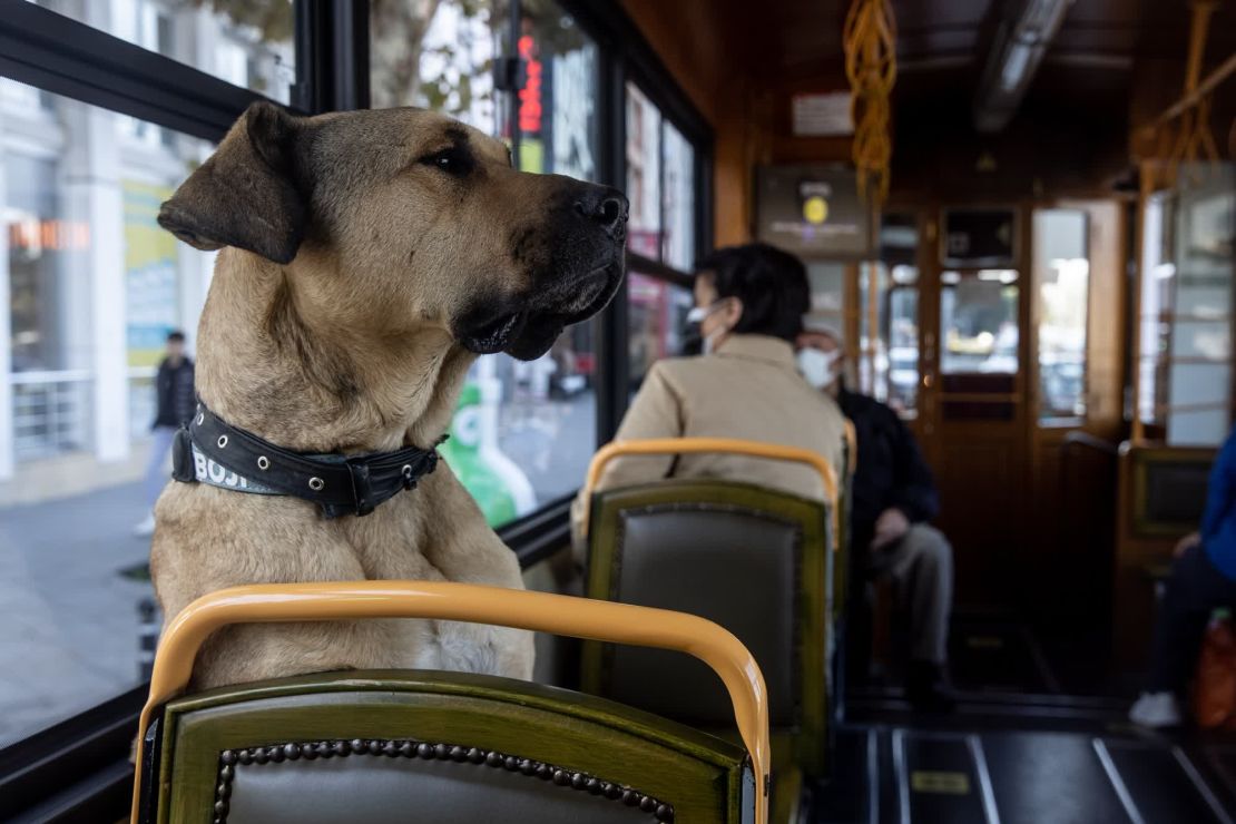 Boji viaja en tranvía en Kadiköy.