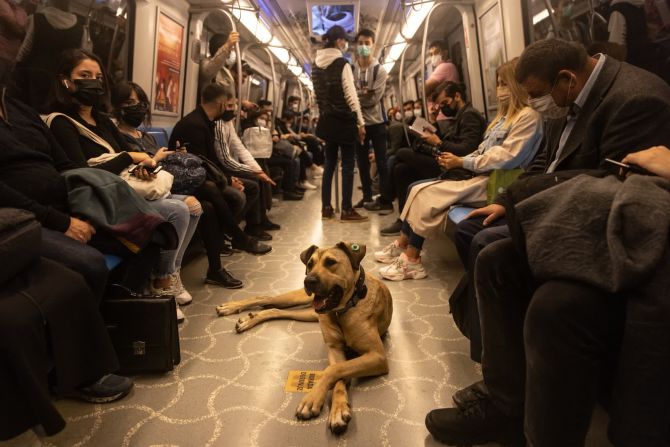 Boji descansa en un tren de metro en Estambul. La etiqueta que lleva en la oreja, habitual en los perros callejeros de la ciudad, significa que está castrado y vacunado.