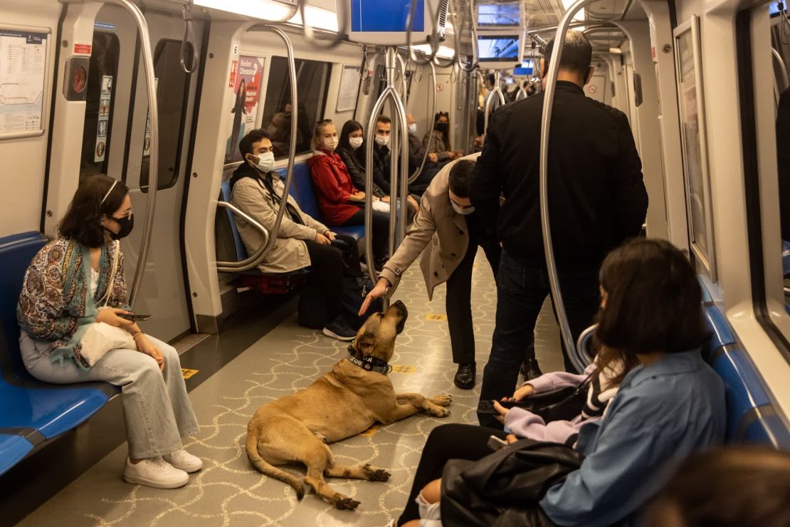 Un hombre acaricia a Boji mientras viaja en el metro. "Es muy feliz", dice McGrath.