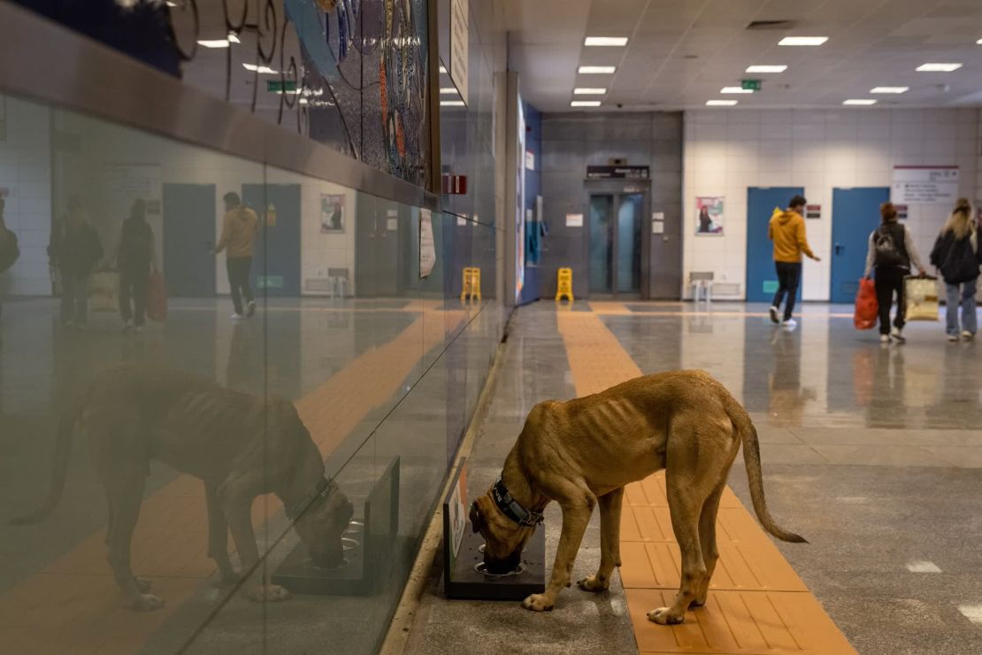 Boji bebe de un tazón de agua en la estación de metro de Kadıköy. Como en Estambul hay muchos animales callejeros, estos tazones son habituales.