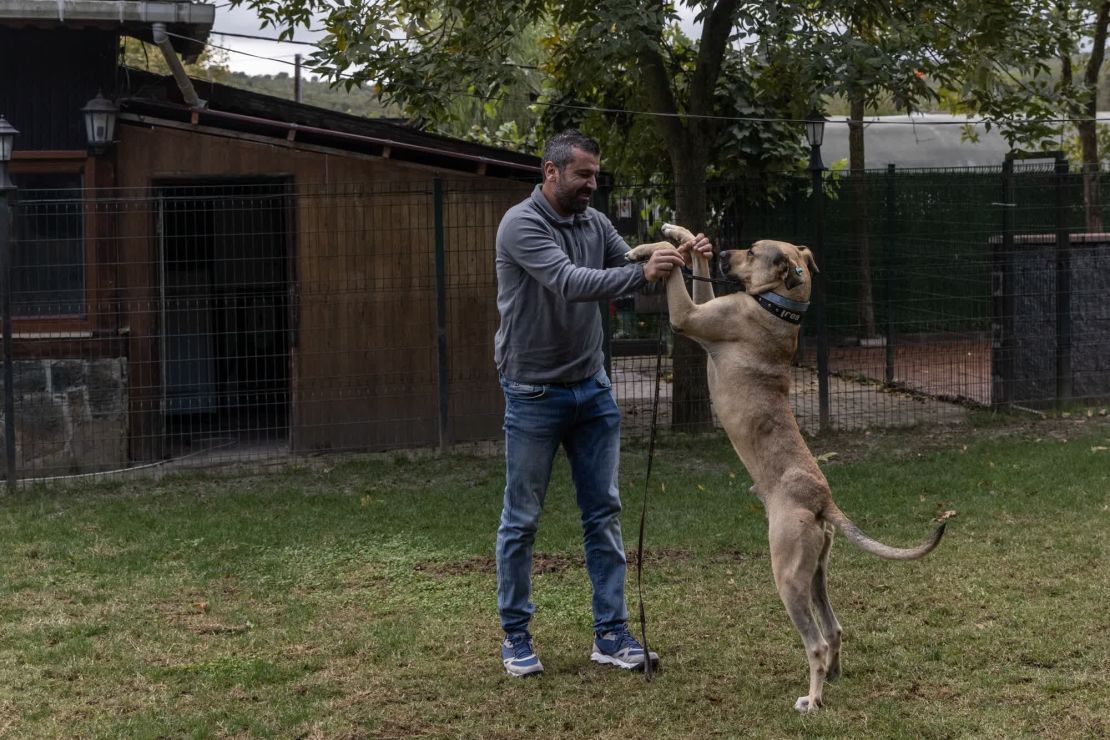 Ali Yesilirmak entrena a Boji a principios de octubre cuando los funcionarios municipales querían hacer un estudio de comportamiento y asegurarse de que Boji estaba bien.