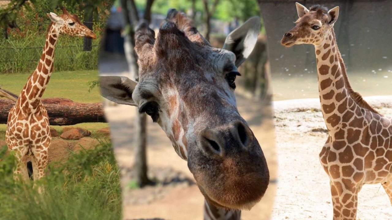 CNNE 1093361 - investigan muerte de  jirafas en el zoologico de dallas