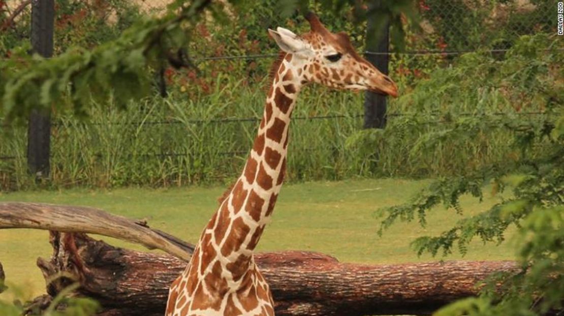 Jesse, una de las jirafas que murió en octubre por causas hepáticas.