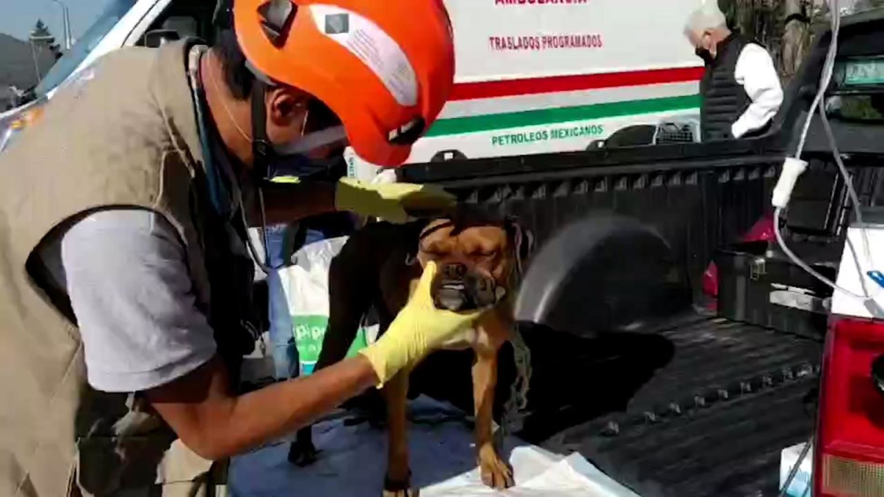 CNNE 1093644 - asi rescatan a animales tras explosion de toma de gas