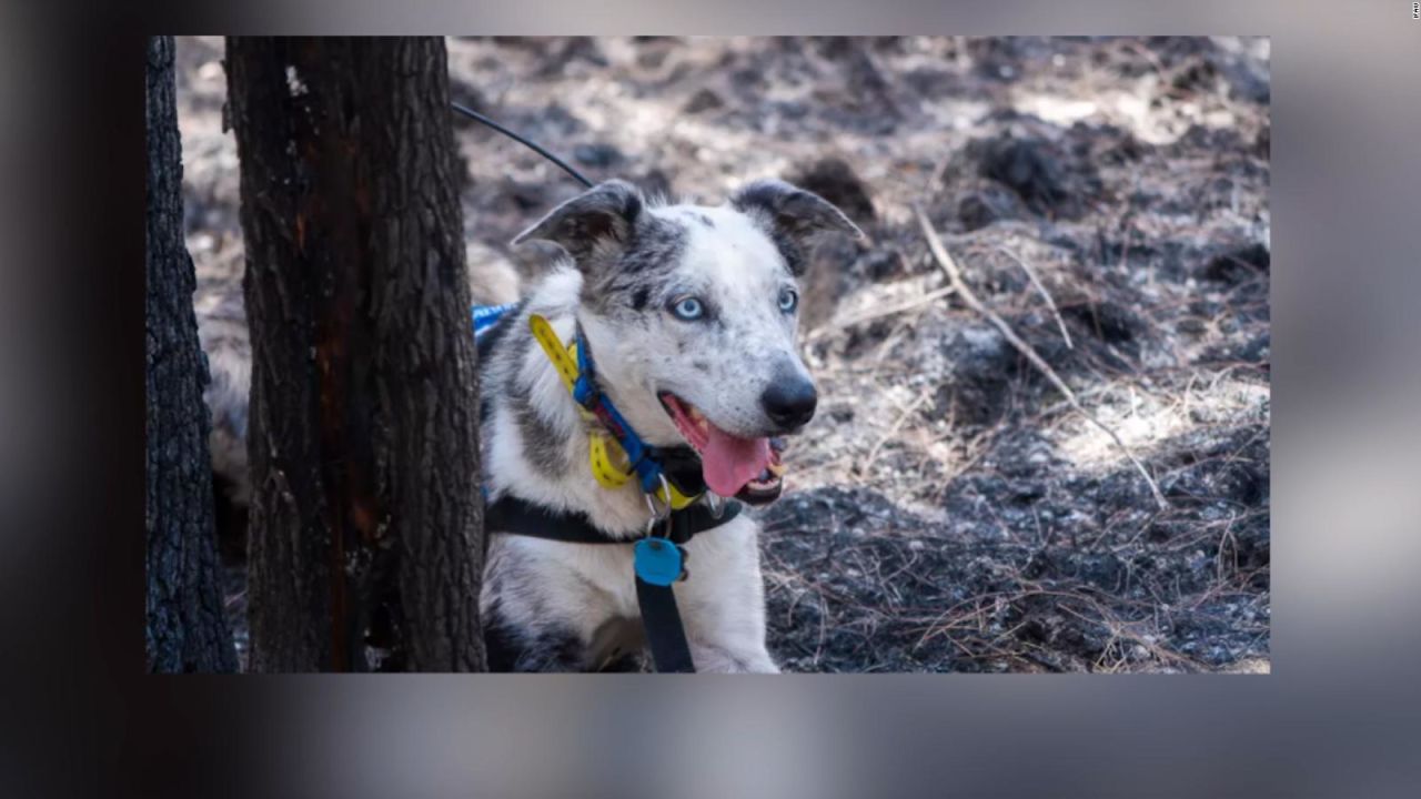 CNNE 1094362 - perro abandonado por hiperactividad se convierte en heroe