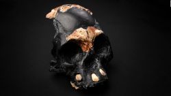 CNNE 1095783 - descubren el primer fosil de nino homo naledi