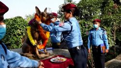 CNNE 1096074 - asi honran y festejan a la policia canina en nepal