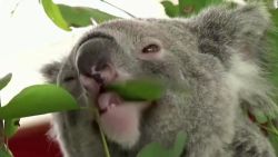 CNNE 1096856 - koalas buscan sobrevivir a la clamidia en australia