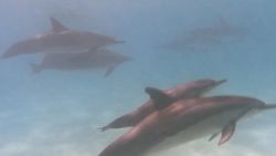 CNNE 1097241 - ¿que sabemos del mal que esta matando a los delfines?