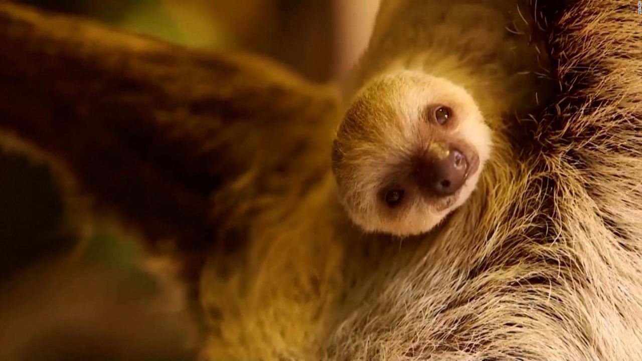 CNNE 1097615 - nace bebe perezoso en zoo de londres