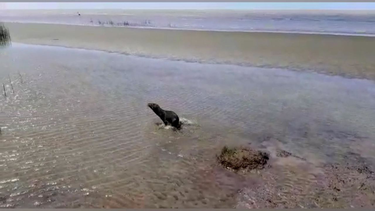 CNNE 1097729 - el momento en que un lobo marino es devuelto al agua