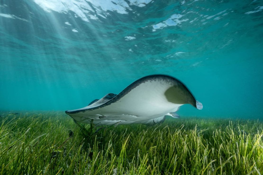 Mittermeier tomó esta imagen de una mantarraya deslizándose por una alfombra de hierbas marinas en el borde de los manglares de Bimini (Bahamas). "Los lechos de hierbas marinas sostienen una vibrante comunidad de criaturas submarinas, como las tortugas marinas y muchas especies de peces", escribe Mittermeier. "Sirven de indicadores de la salud de un ecosistema, ya que las hierbas son sensibles a los cambios en el océano".