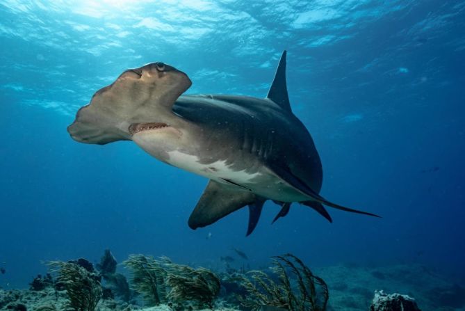 Mittermeier tomó esta imagen en las Bahamas. "Los tiburones martillo son extremadamente vulnerables a la sobrepesca y a menudo acaban siendo víctimas de capturas accidentales en los palangres, una desafortunada tragedia que podemos cambiar trabajando juntos, y educándonos", escribe.