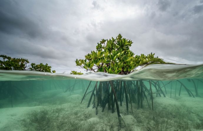 Otra de las fotos de Mittermeier de las Bahamas. "A simple vista, los manglares no parecen gran cosa: solo un montón de árboles sobre largos pilotes a lo largo de la costa", escribe. "Pero escondido entre sus densos sistemas de raíces hay un mundo secreto que rebosa de formas de vida inimaginables".