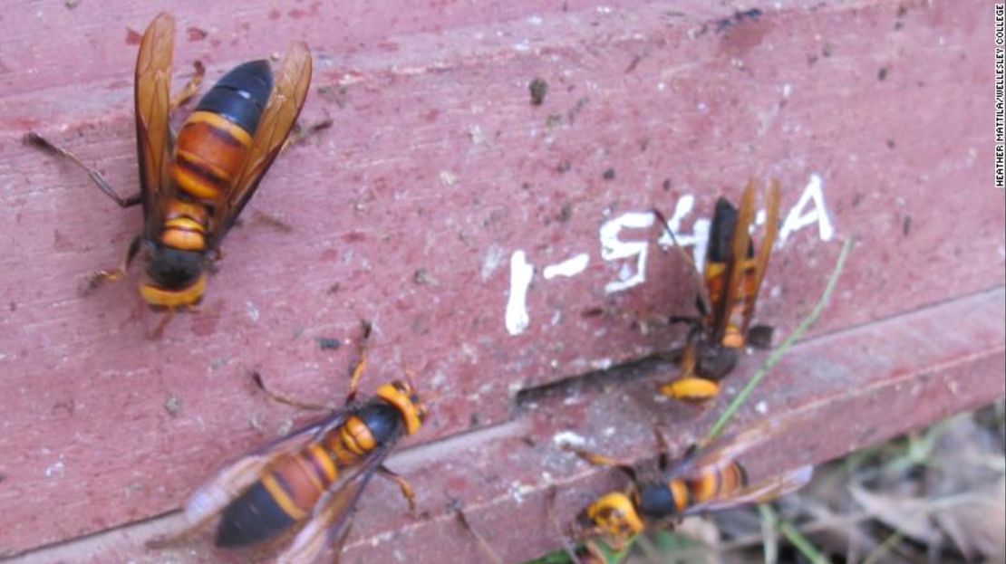 Avispones gigantes asiáticos atacan colmena de abejas melíferas de Vietnam.