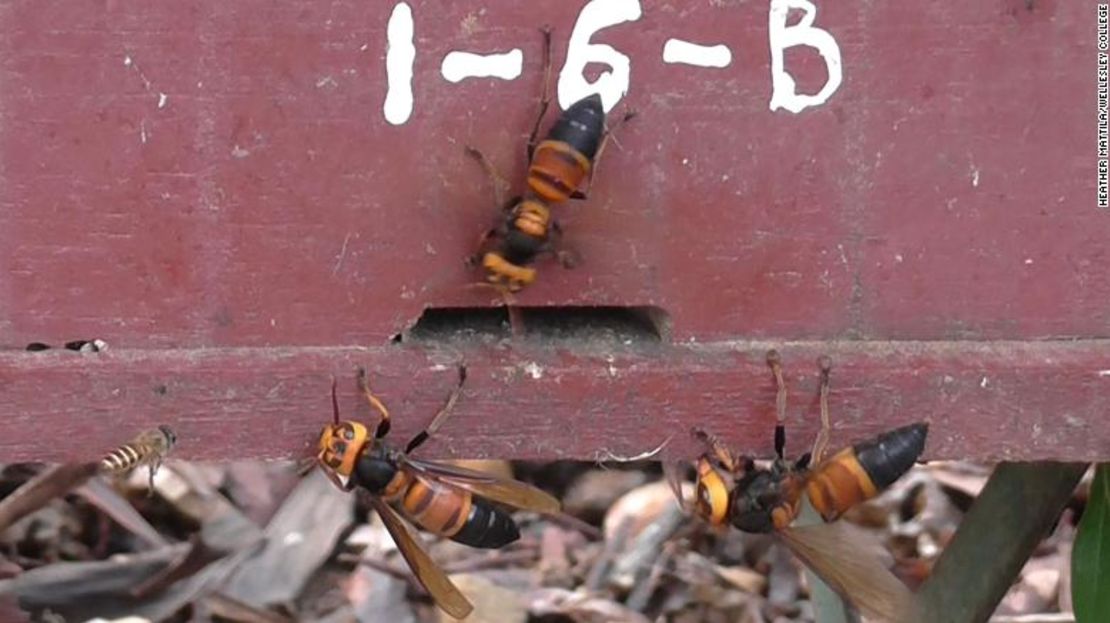 Las abejas asiáticas han desarrollado algunas estrategias defensivas para ahuyentar a los avispones gigantes.