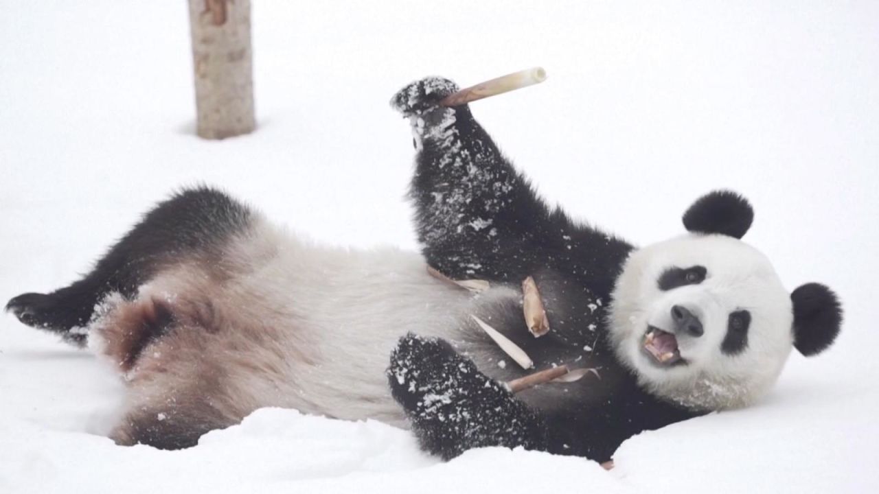 CNNE 1099705 - mira la reaccion de este panda al conocer la nieve