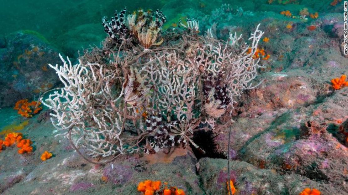 Las redes fantasma no solo atrapan a los delfines y a los peces que nadan por el océano, sino que también se enganchan en los corales y las rocas del fondo marino, destruyendo los hábitats.