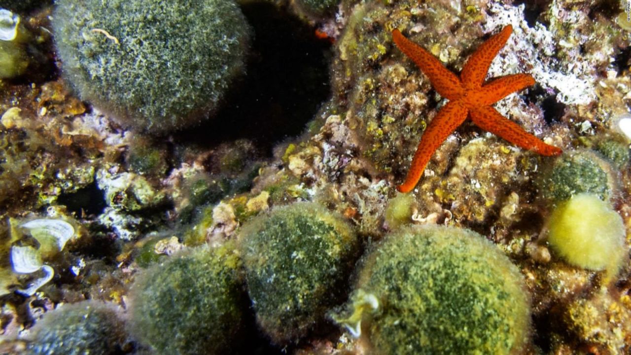 CNNE 1099957 - ¿que tienen que ver las esponjas de mar con el cerebro?