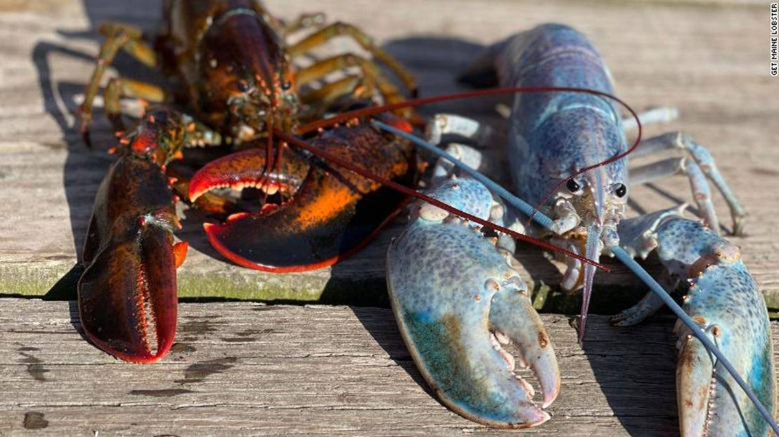 Haddie, una rara langosta del color del algodón de azúcar capturada en la costa de Maine, tiene un tono mucho más claro en comparación con las langostas normales.