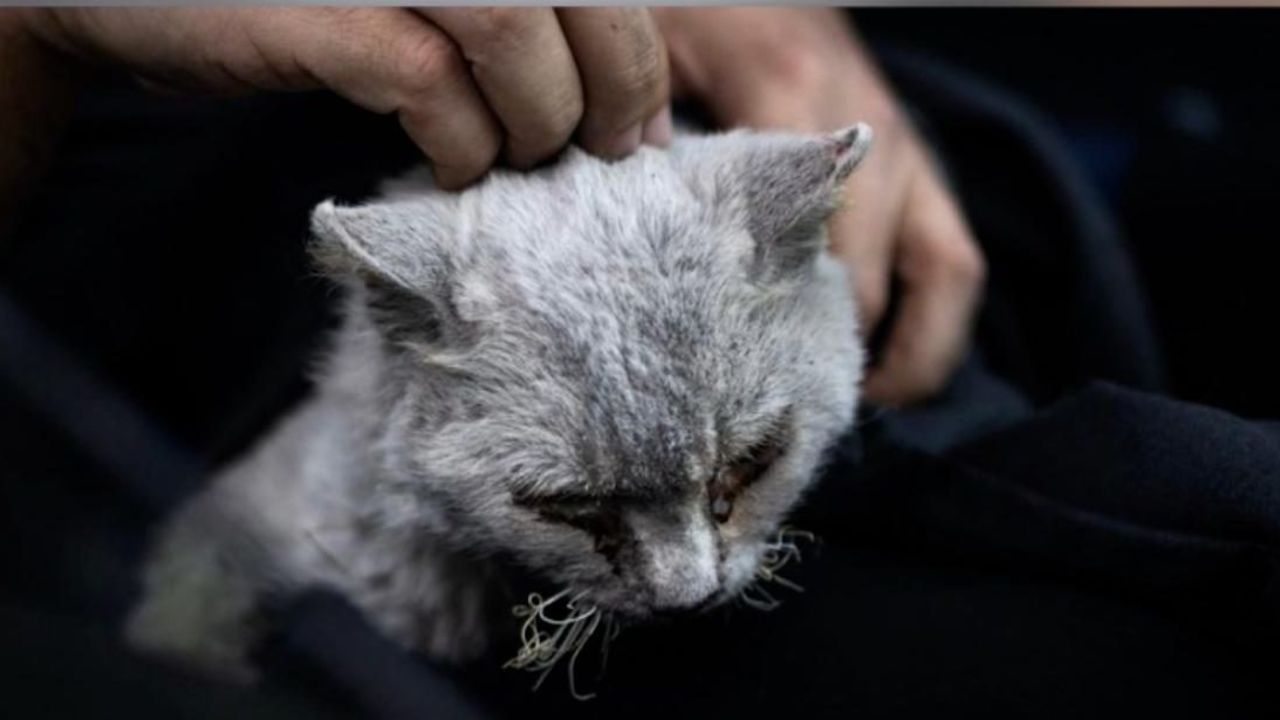 CNNE 1100245 - muere el gato perdido entre cenizas y lava en la palma