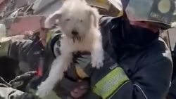 CNNE 1101189 - bomberos rescatan a "rufian", un perro atrapado entre escombros