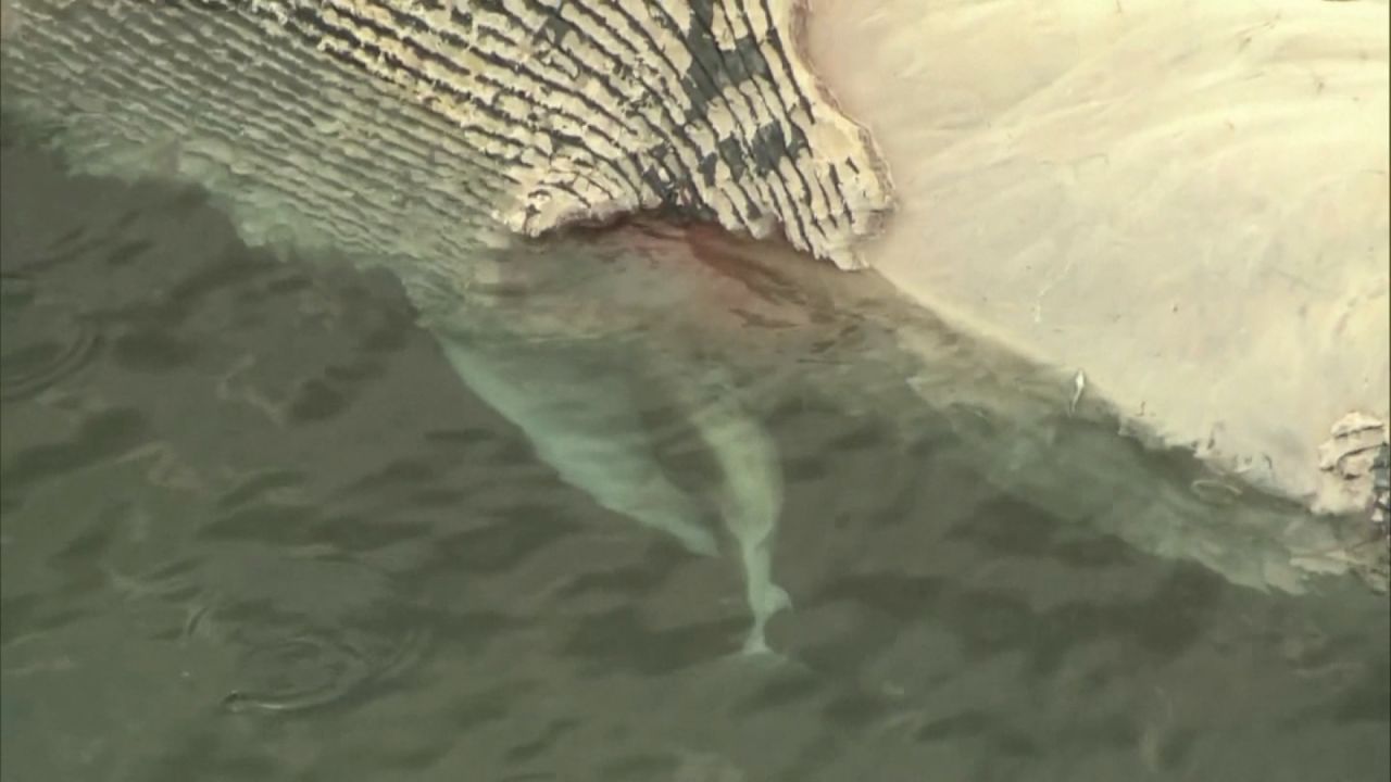 CNNE 1102257 - tiburones ballena australia