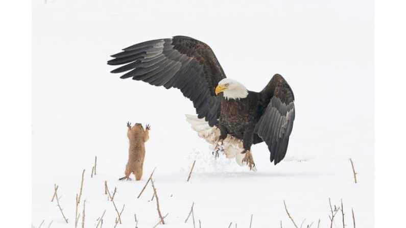 El premio Criaturas de la Tierra fue para Arthur Trevino por su fotografía de un valiente perrito de las praderas que aparentemente asusta a un águila calva.