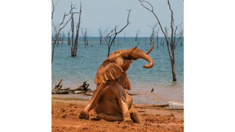 El premio Portfolio fue para Vicki Jauron por su serie de fotos de un bebé elefante disfrutando de un juego. Esta imagen es la primera de la serie.