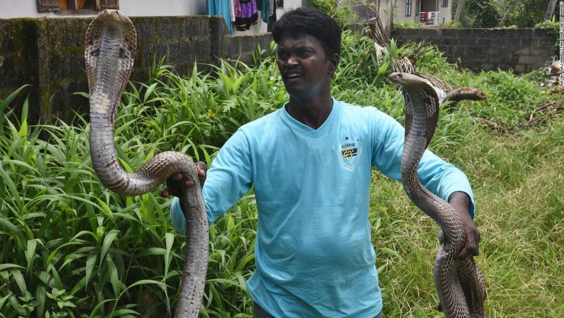 El cazador de serpientes Vava Suresh es muy conocido por rescatar serpientes de hábitats humanos en Kerala.